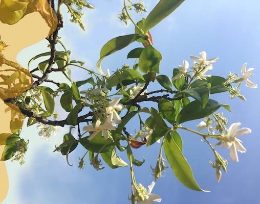 IL LINGUAGGIO RAMOSO DEL SINTOMO - fiore